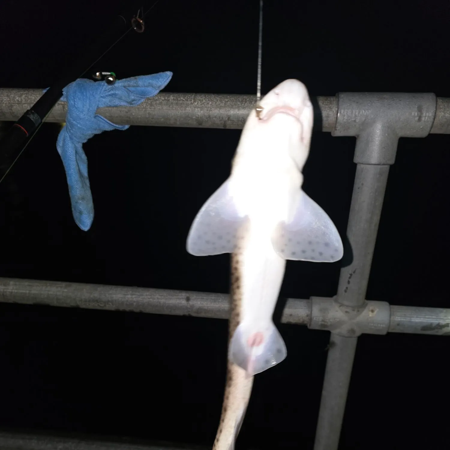 The most recent Lesser spotted dogfish catches on Fishbrain