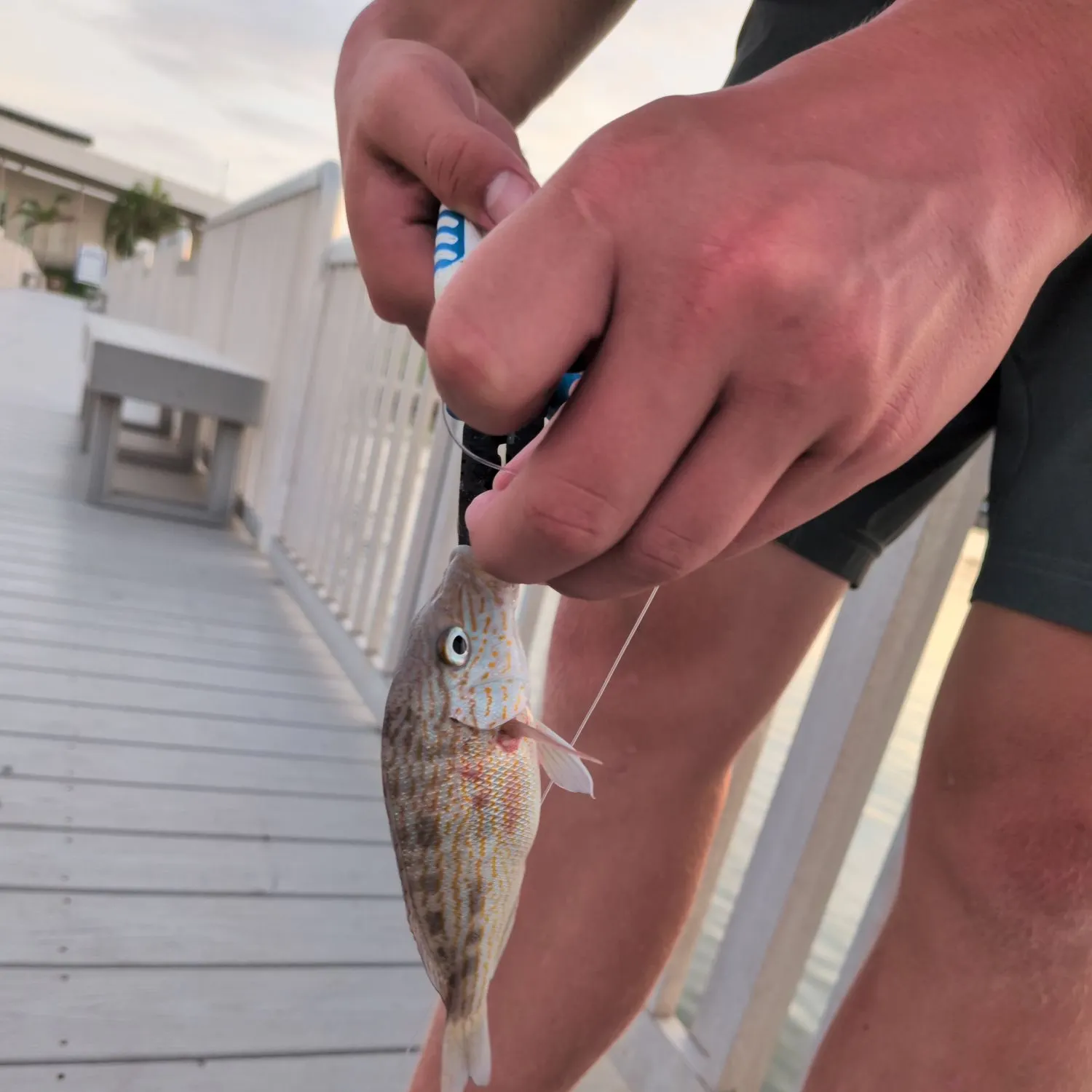 The most recent Hogfish catches on Fishbrain