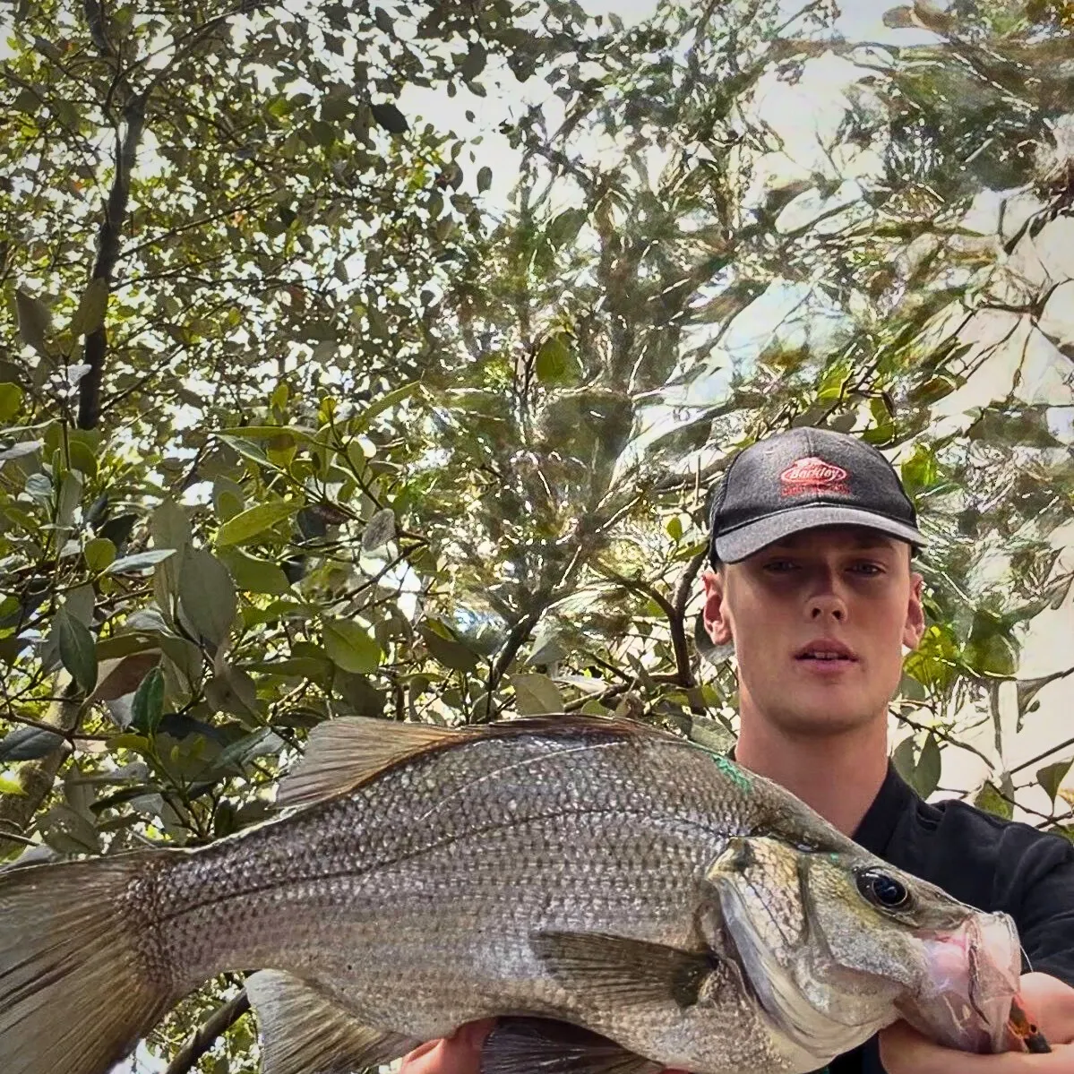 The most recent Estuary perch catches on Fishbrain