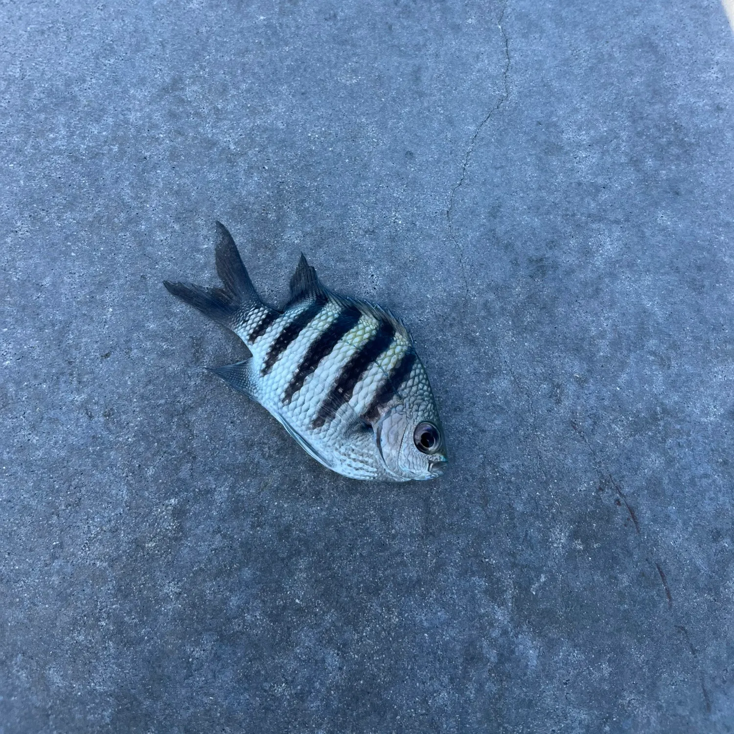 The most recent Panamic sergeant major catches on Fishbrain