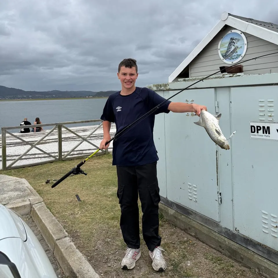 The most recent Leerfish catches on Fishbrain