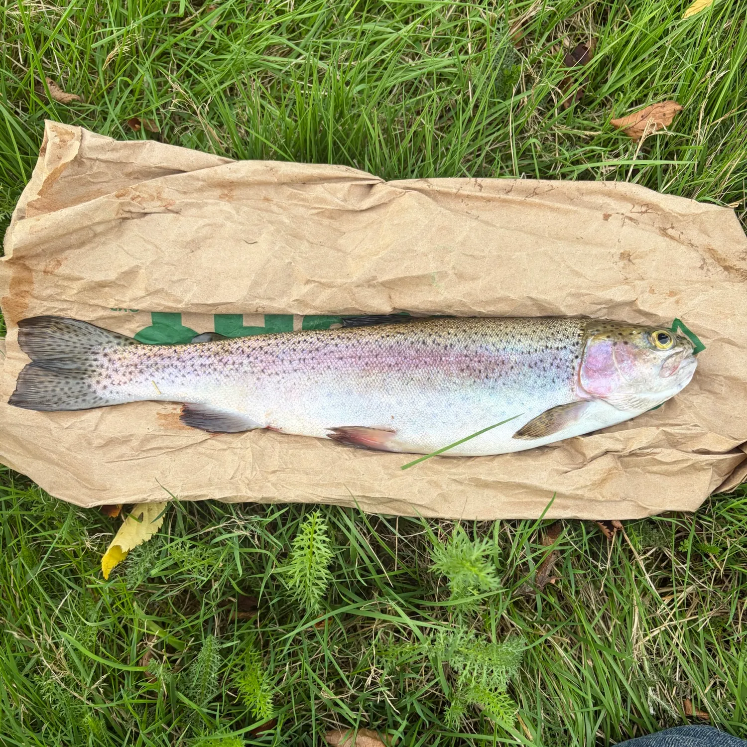 Rainbow trout caught on Fishbrain