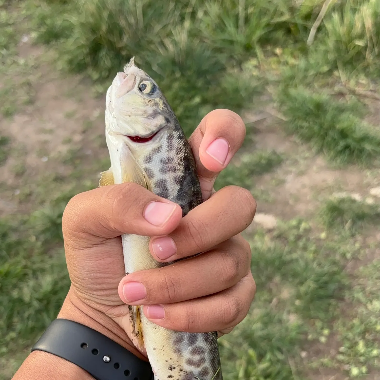 Tiger trout caught on Fishbrain