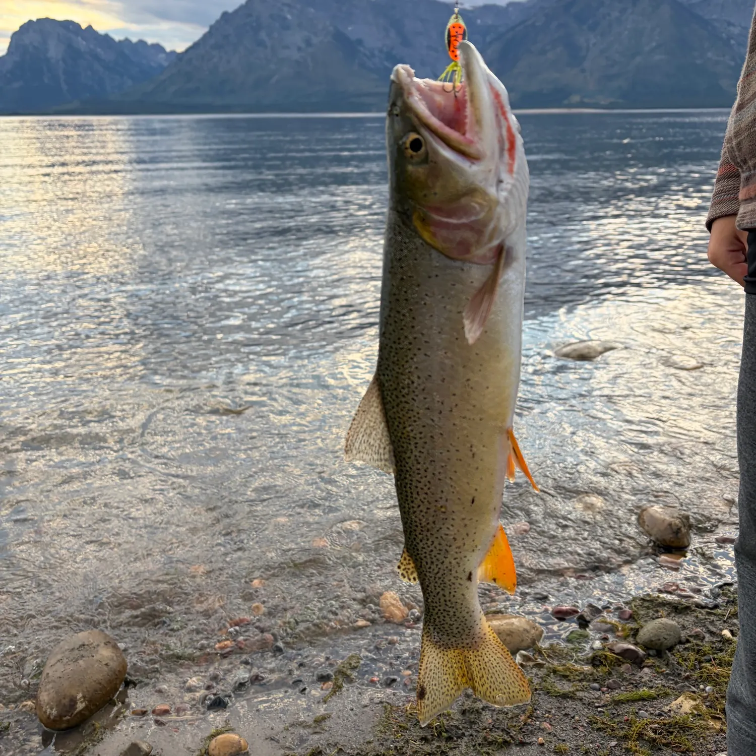 Cutthroat trout caught on Fishbrain