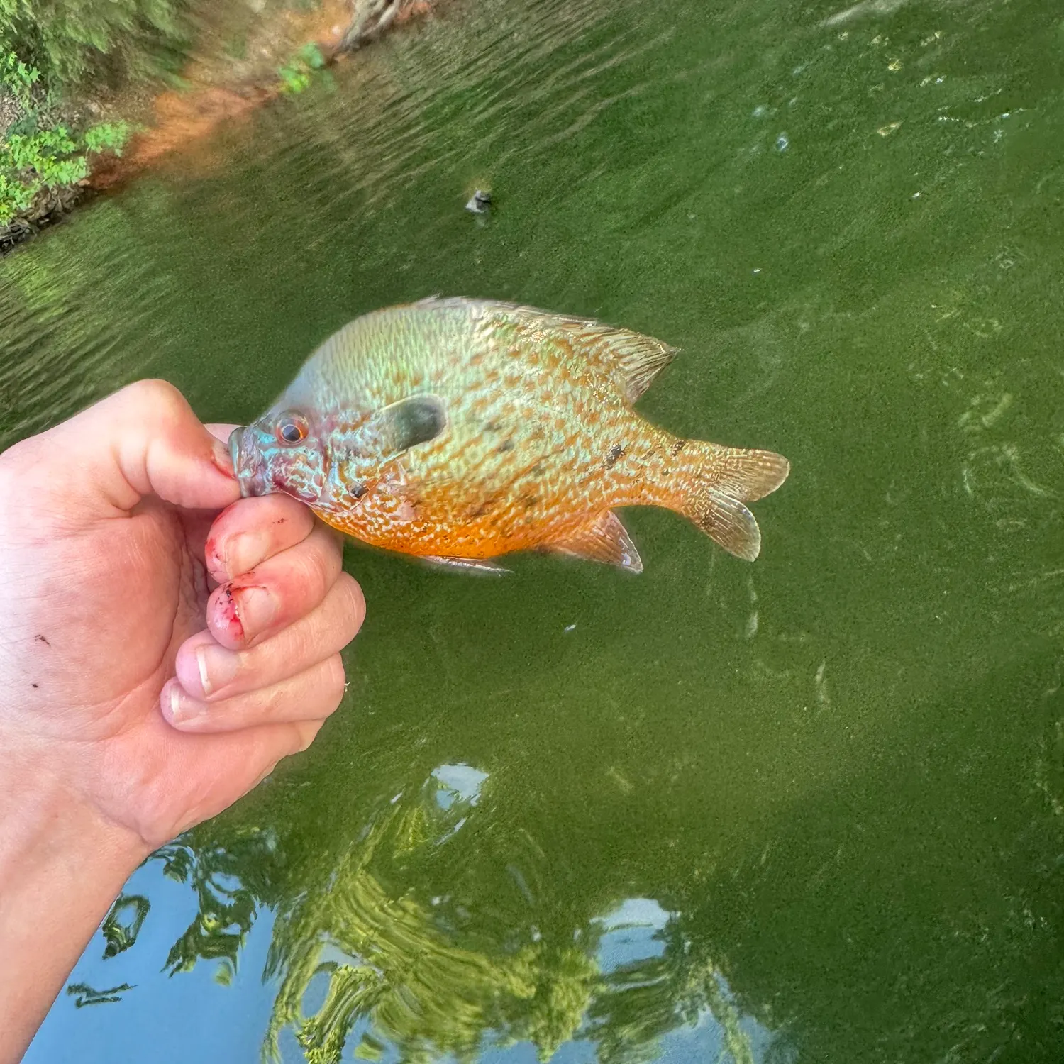 catch
