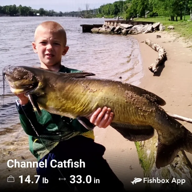 Channel catfish caught on Fishbrain