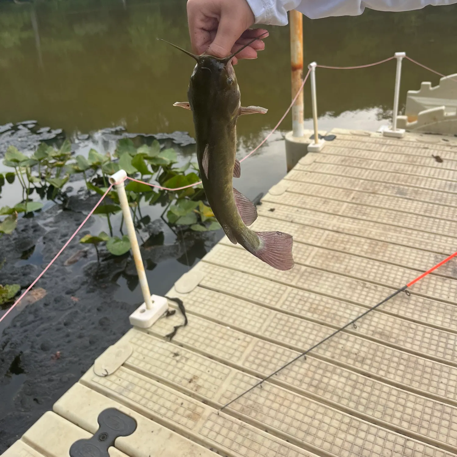 Brown bullhead caught on Fishbrain