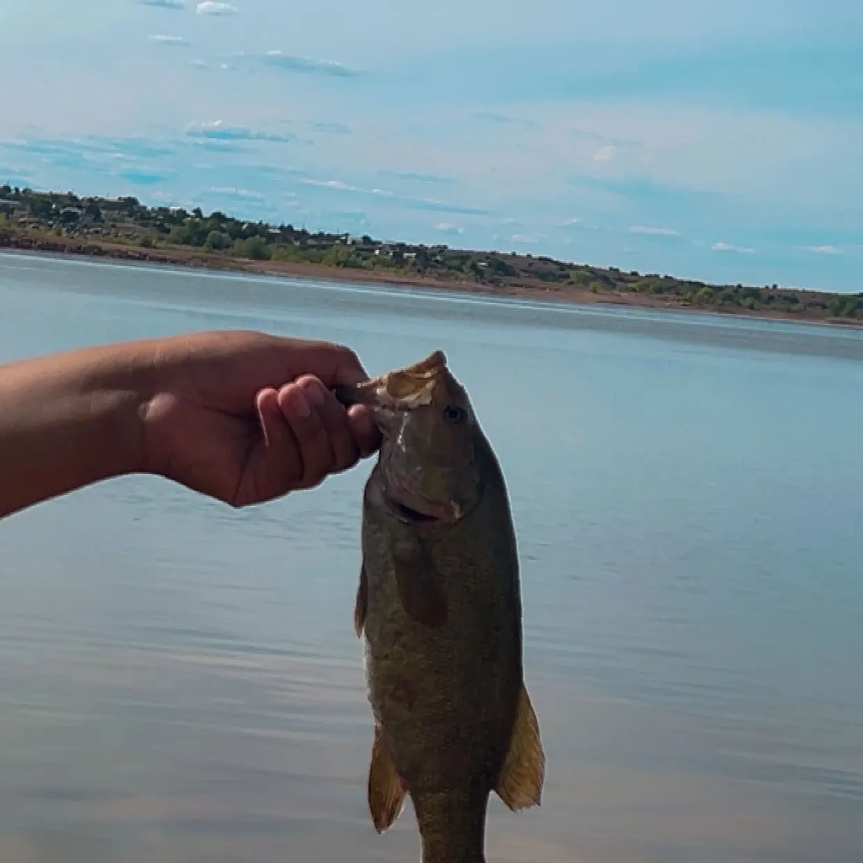 Smallmouth bass caught on Fishbrain