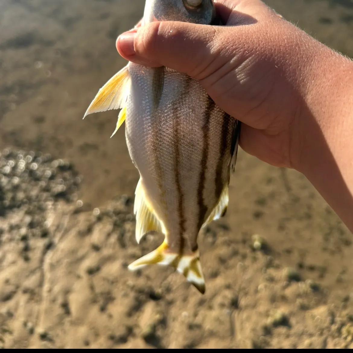 The most recent Jarbua terapon catches on Fishbrain