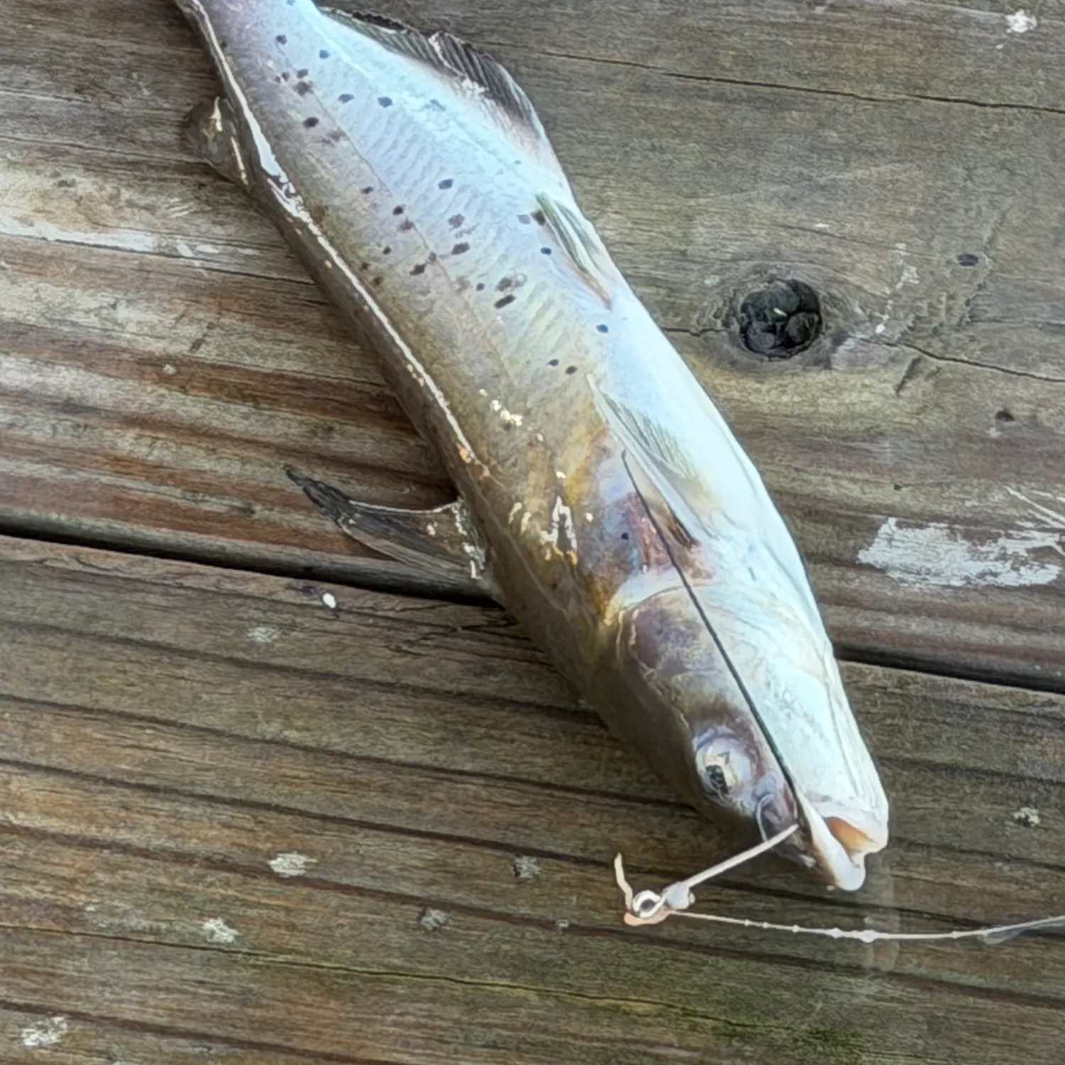 Fish caught on Fishbrain