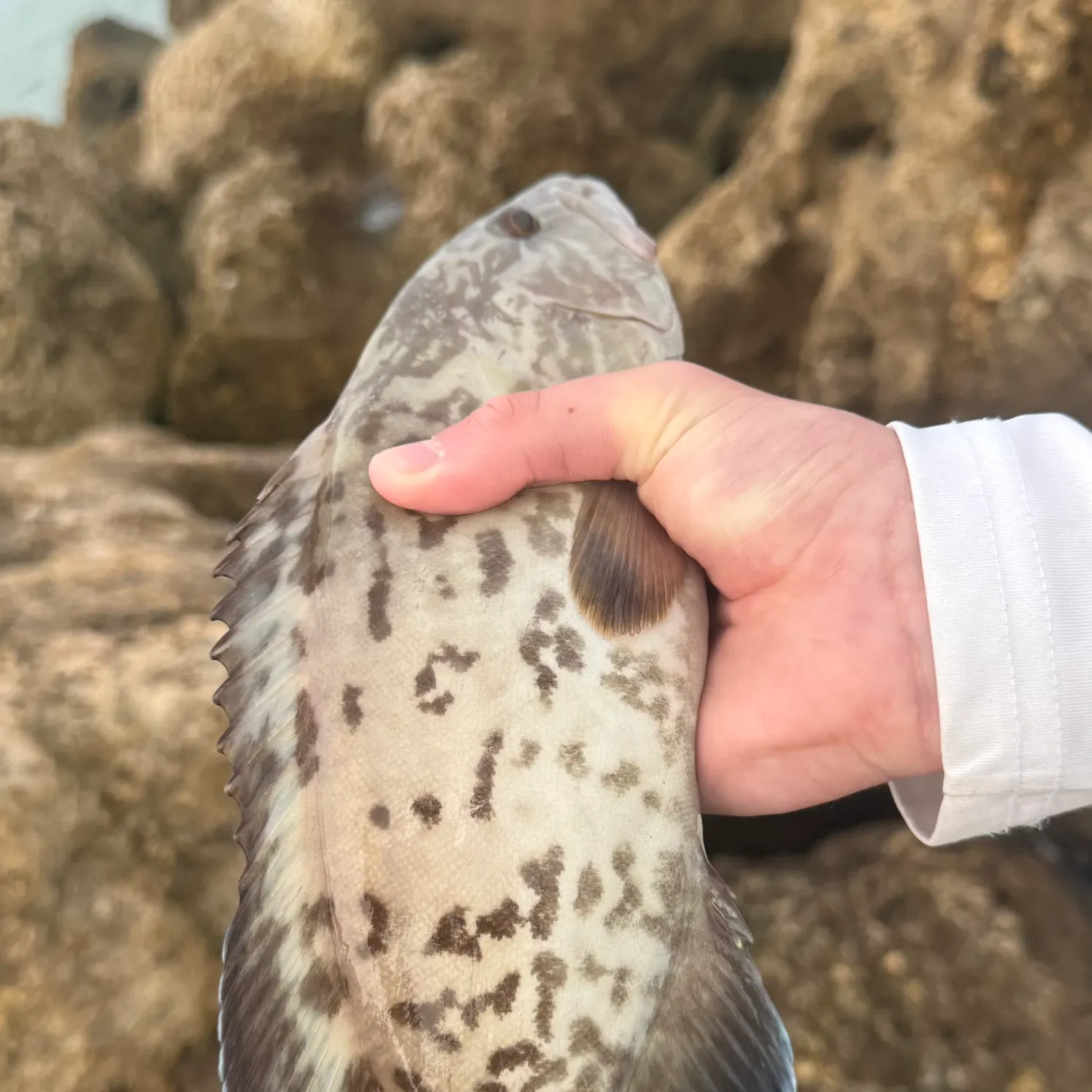 The most recent Gag grouper catches on Fishbrain