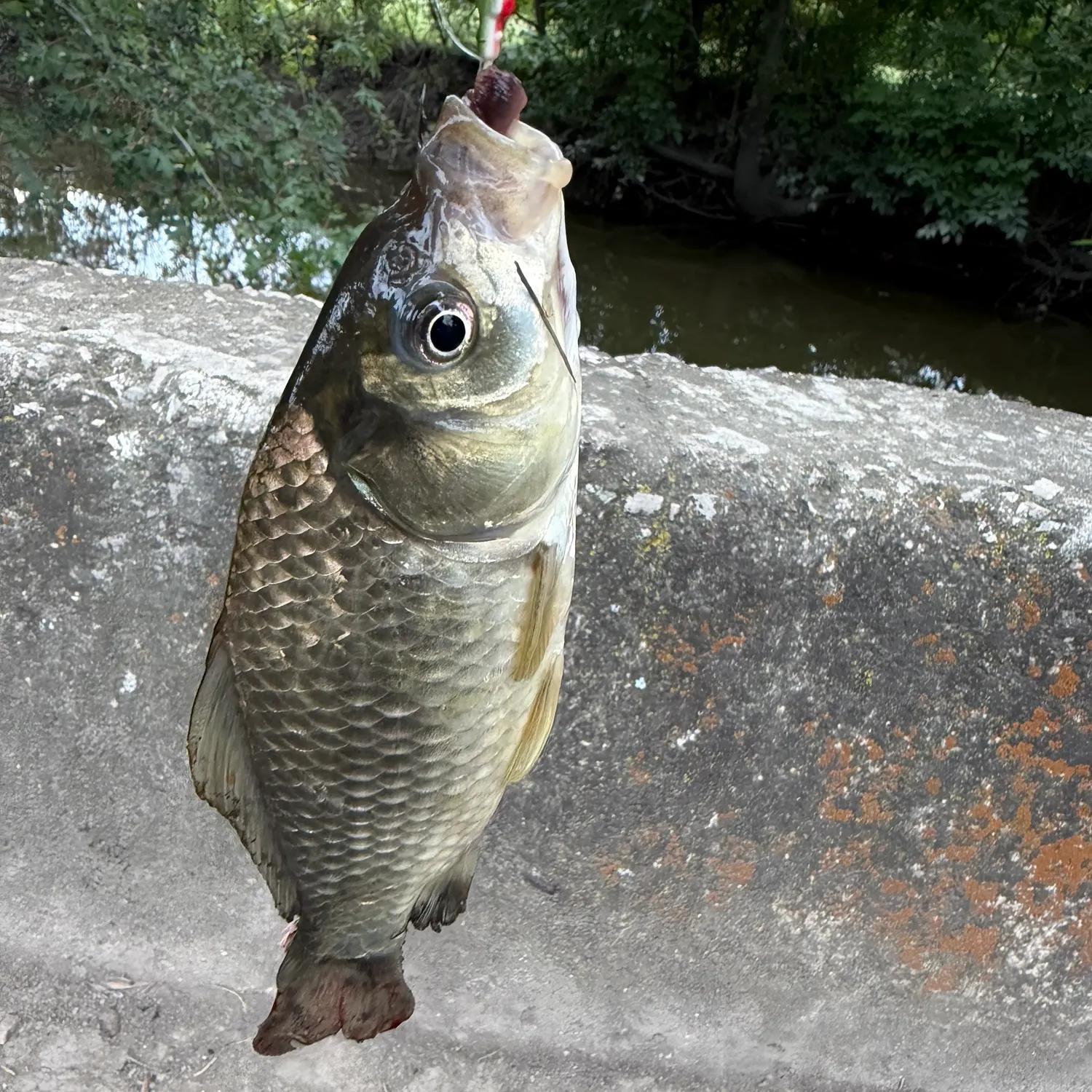 Common carp caught on Fishbrain