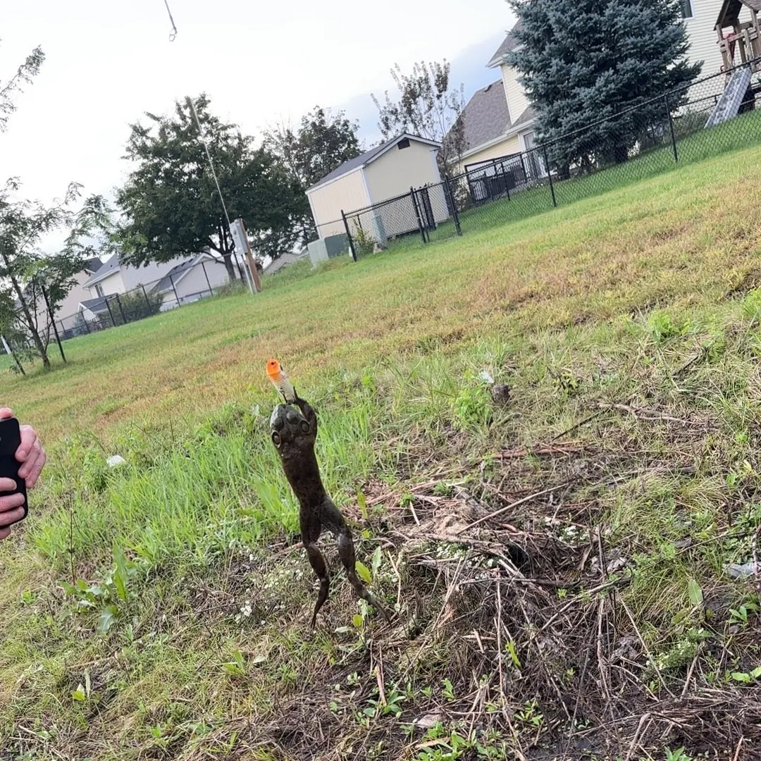 American bullfrog caught on Fishbrain