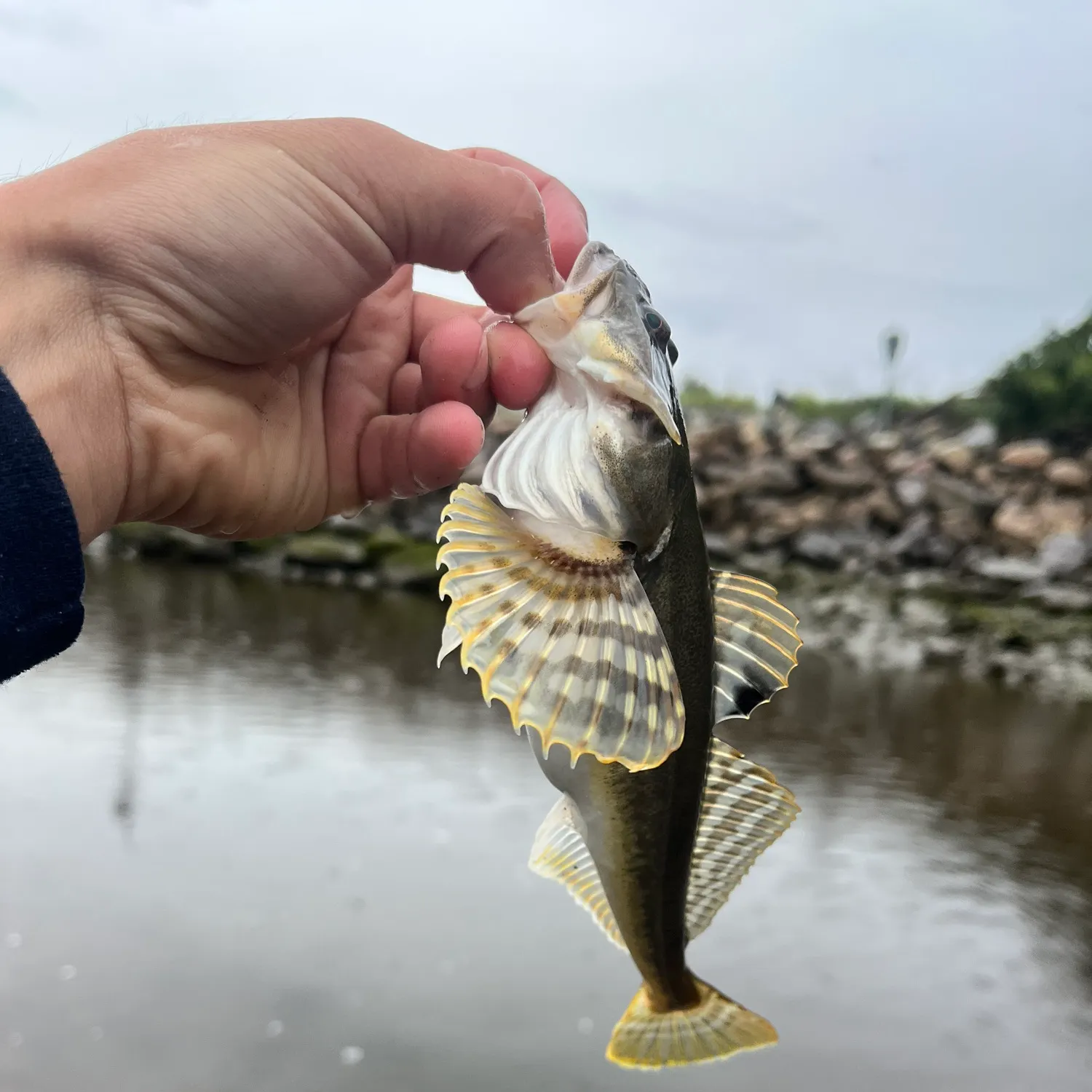 Shorthorn sculpin caught on Fishbrain