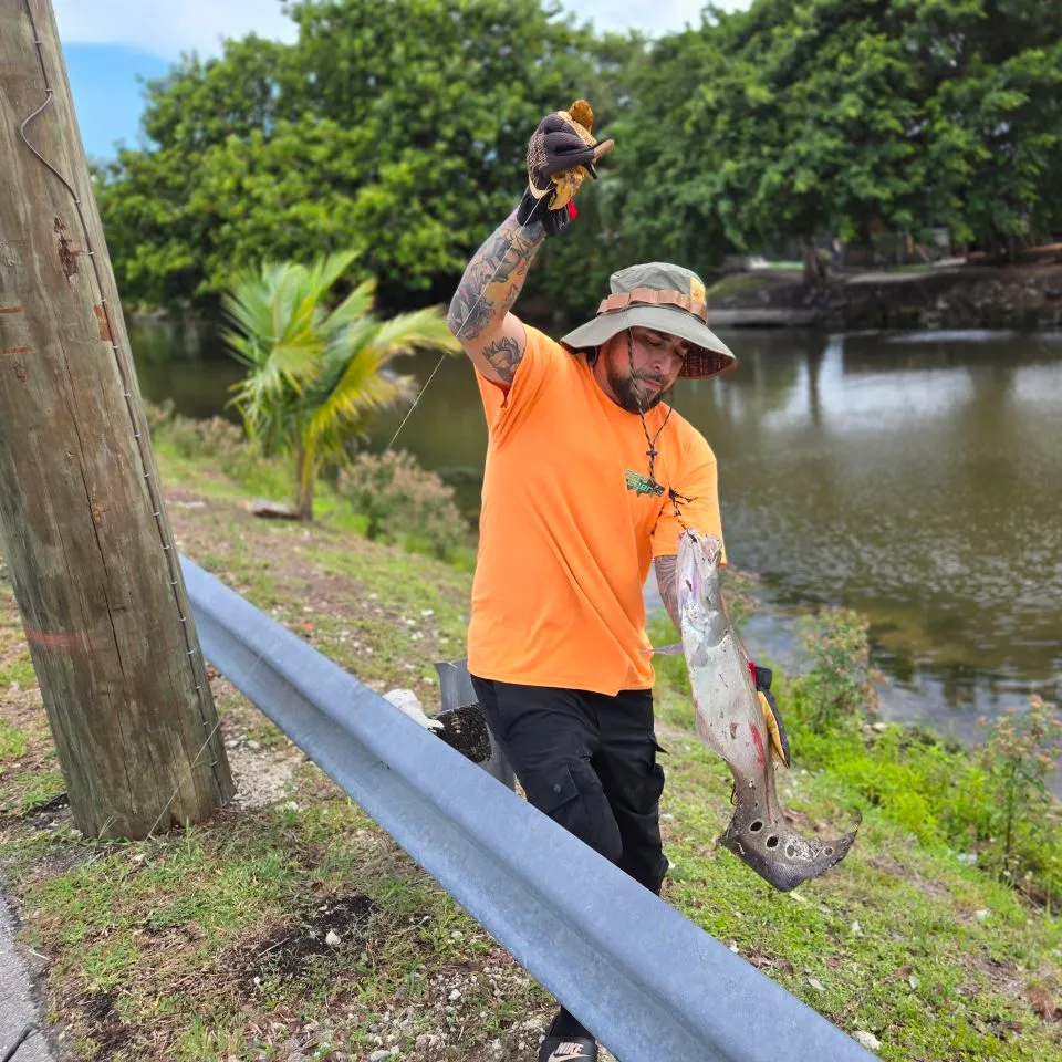 The most recent Clown knifefish catches on Fishbrain