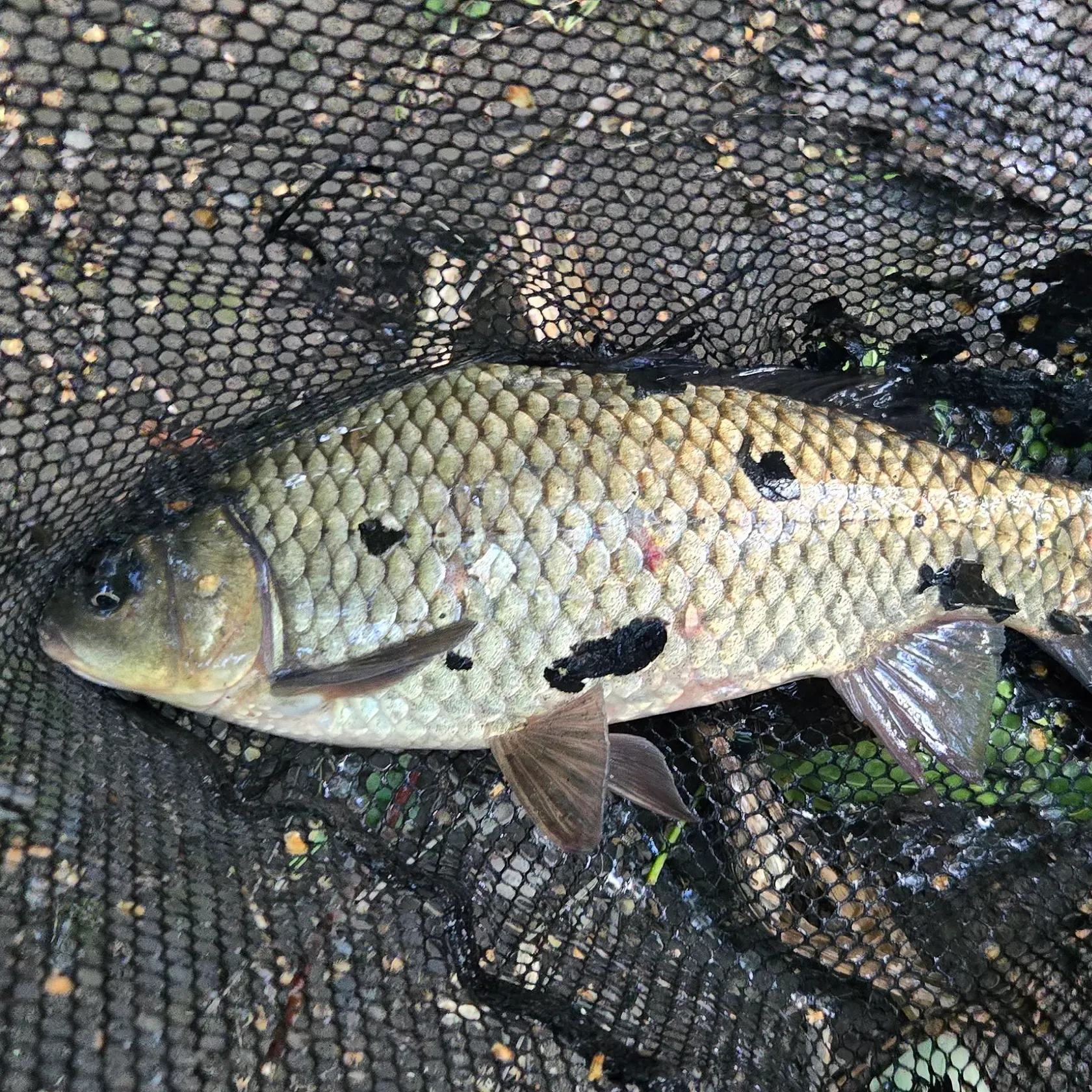 The most recent F1 carp catches on Fishbrain