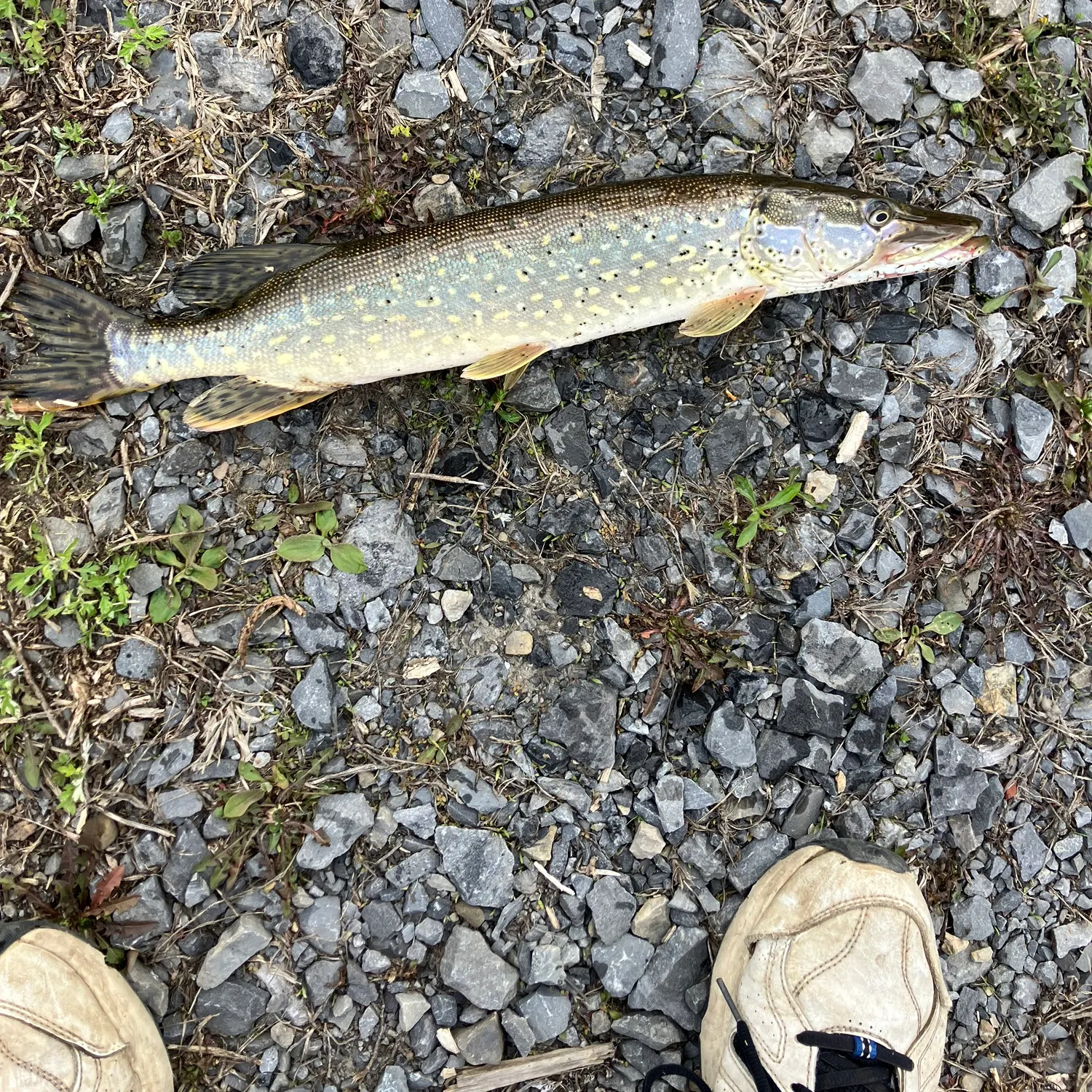 The most recent Northern pike catches on Fishbrain