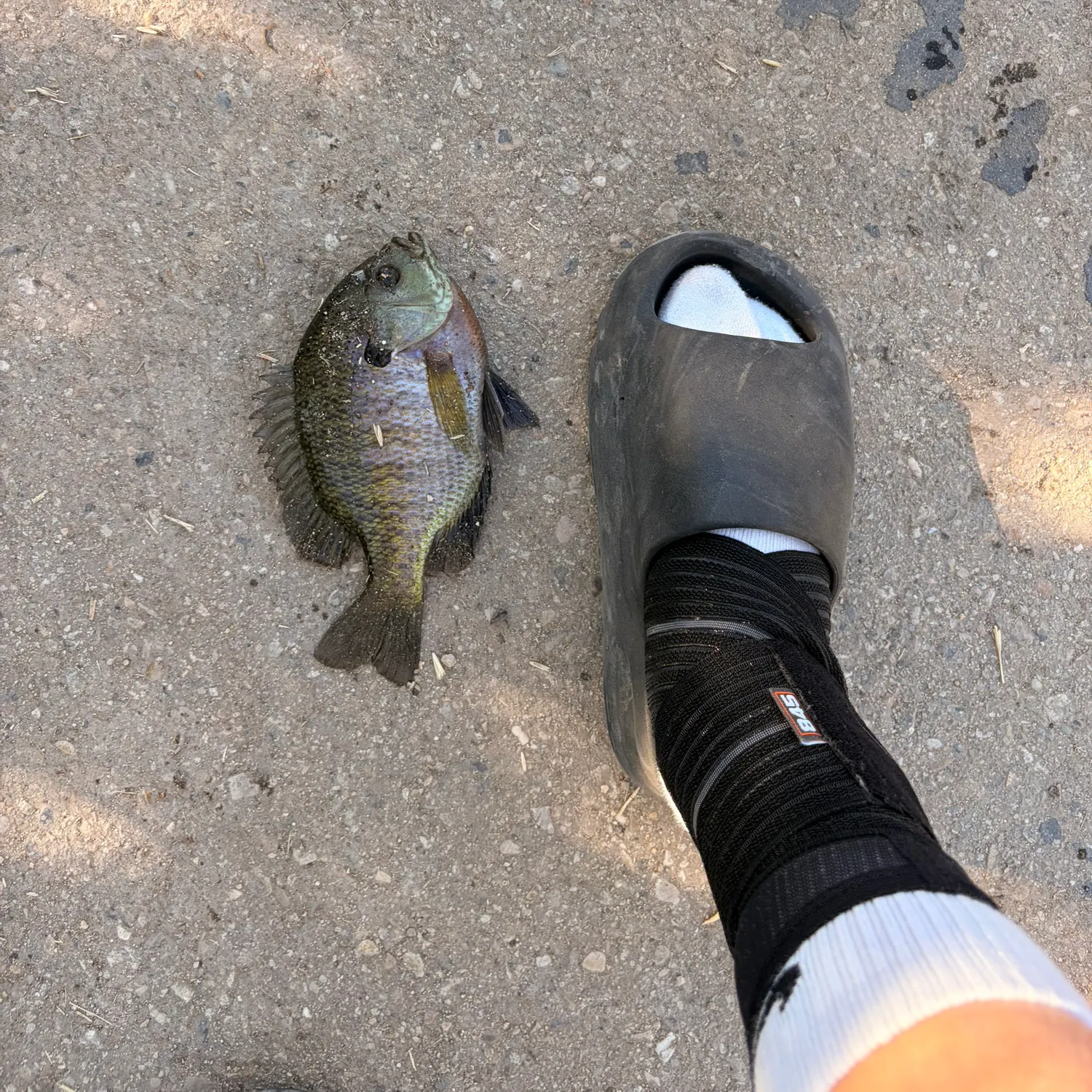 Bluegill caught on Fishbrain