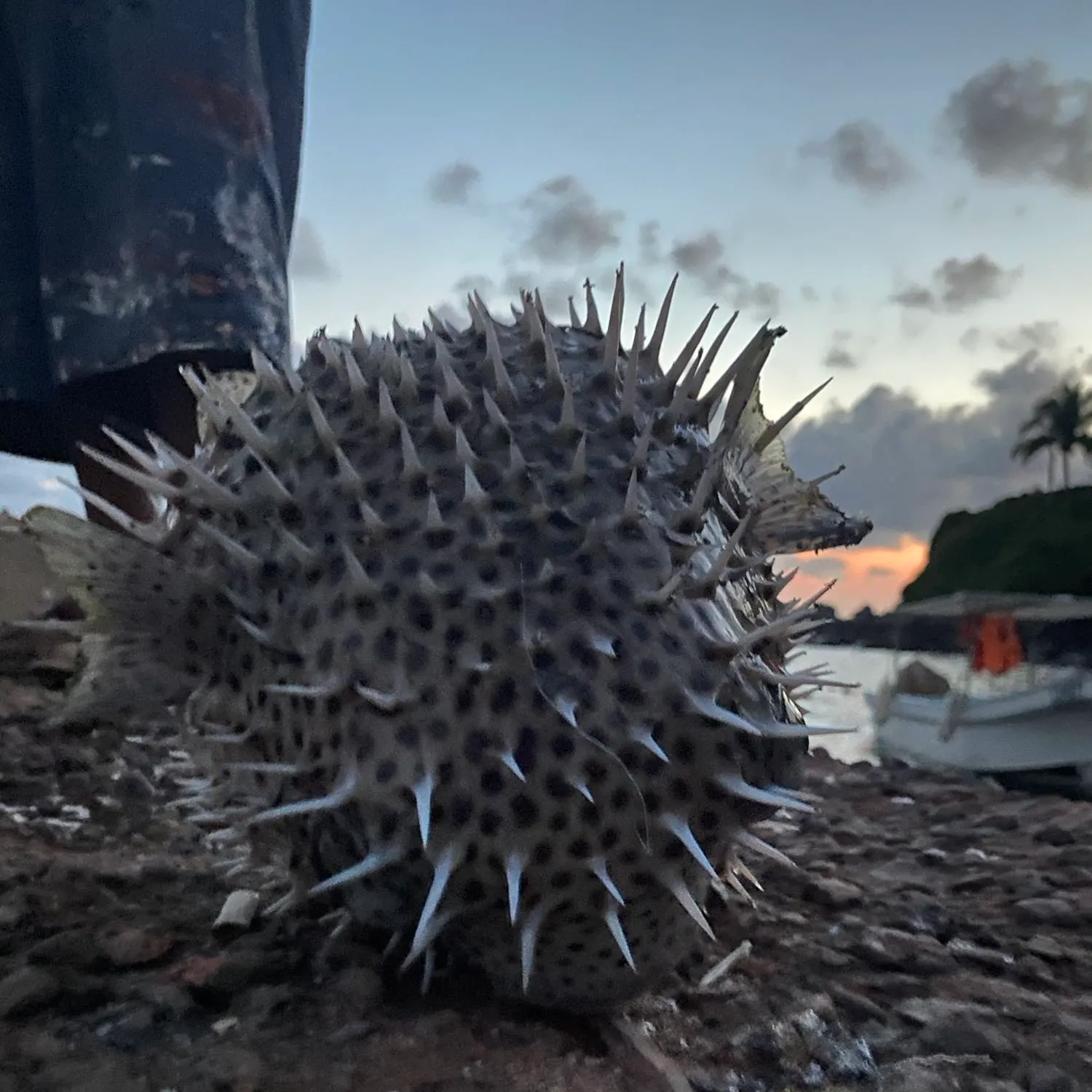 most liked catch image
