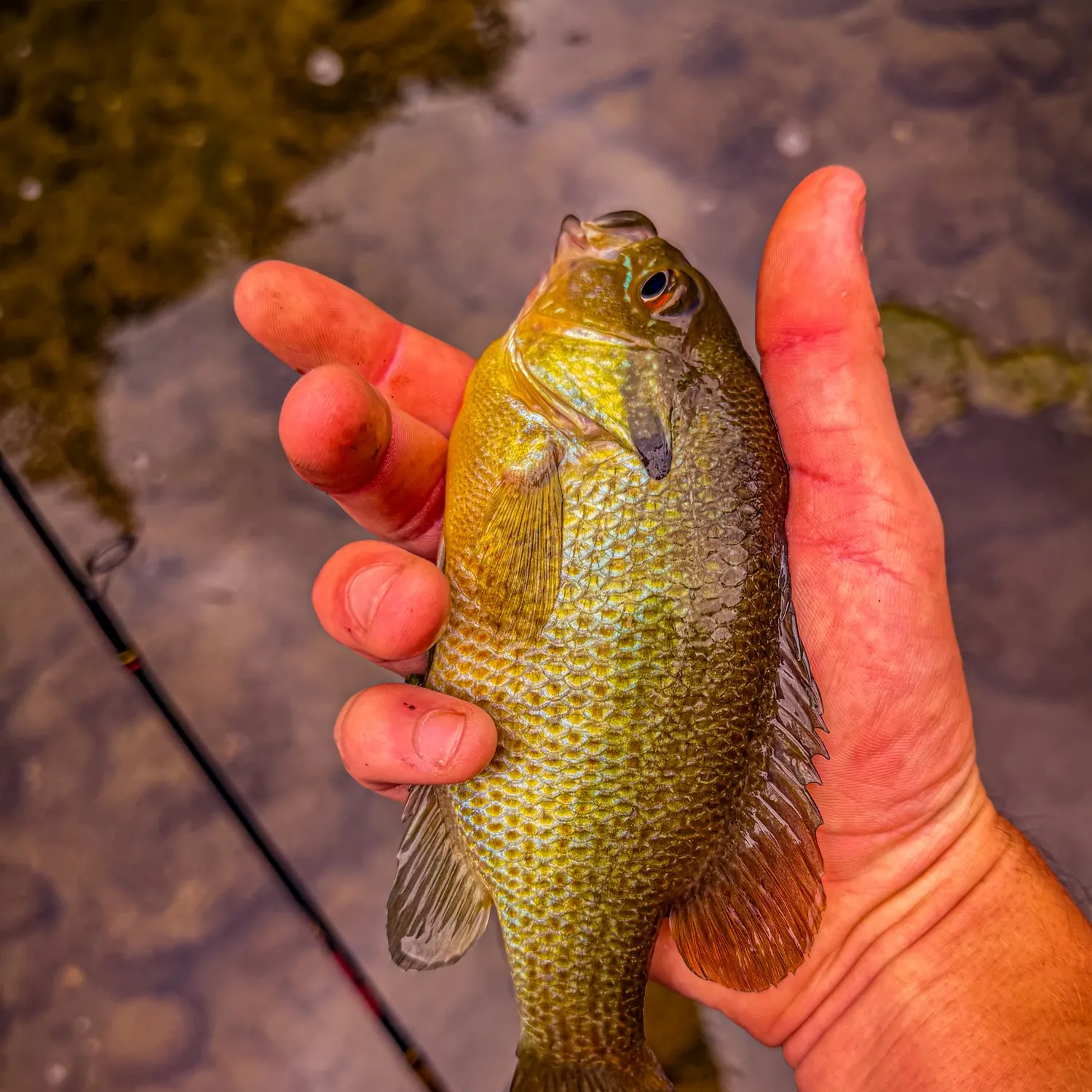 Redbreast sunfish caught on Fishbrain