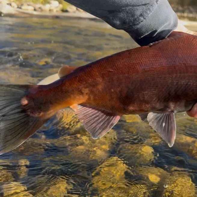 Kokanee salmon caught on Fishbrain