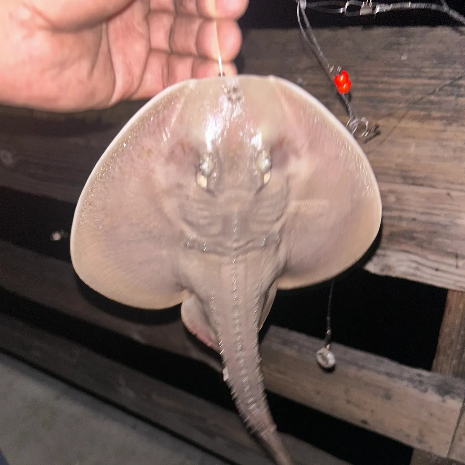 Haller's round ray caught on Fishbrain