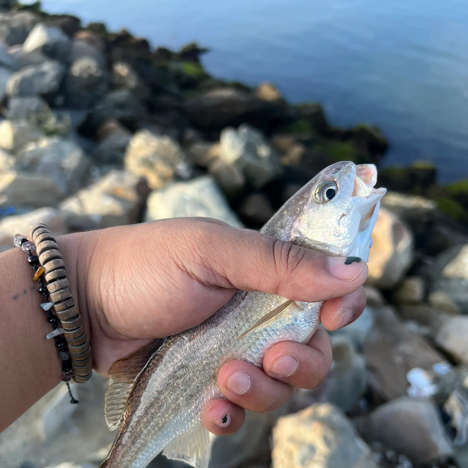The most recent White croaker catches on Fishbrain