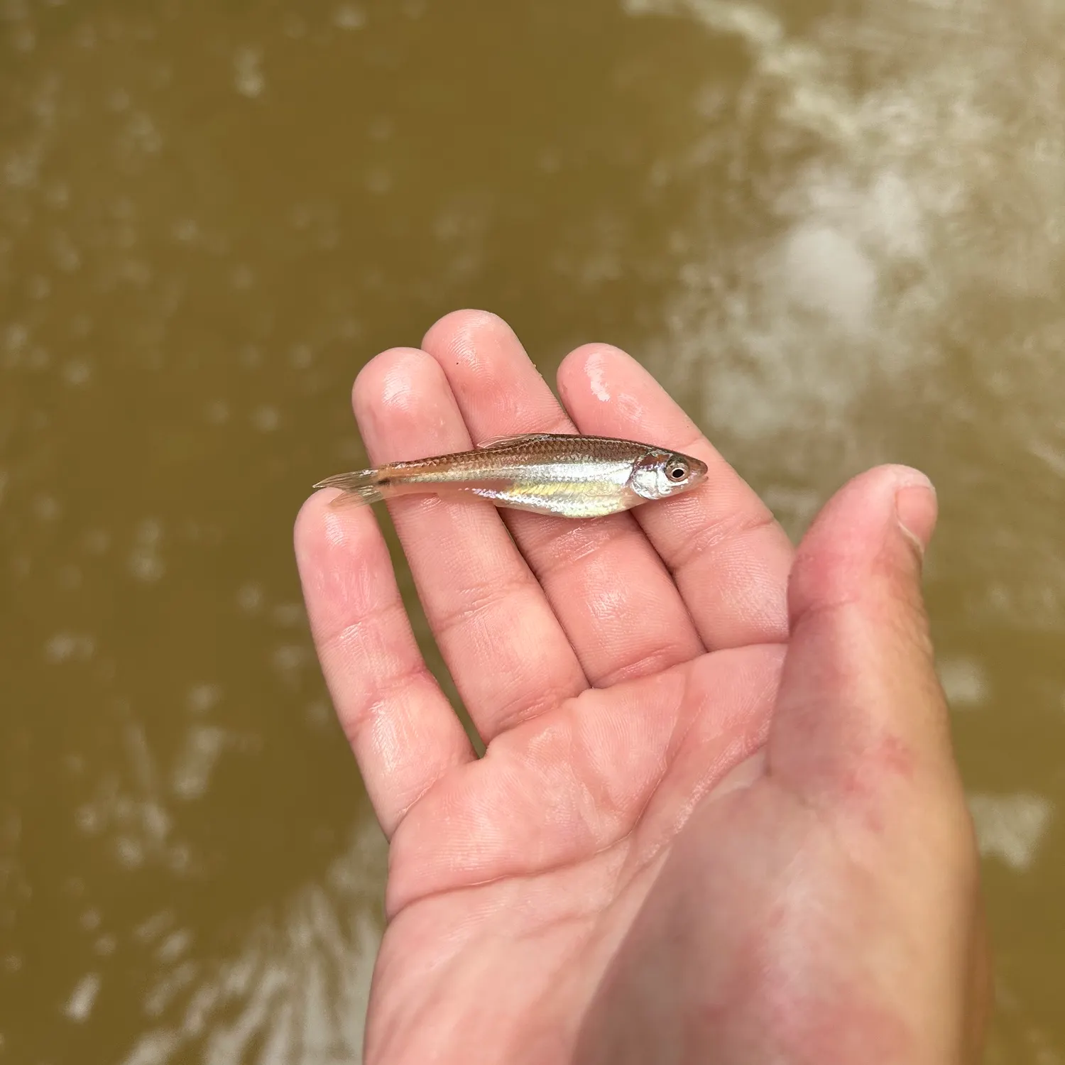 The most recent Rough shiner catches on Fishbrain