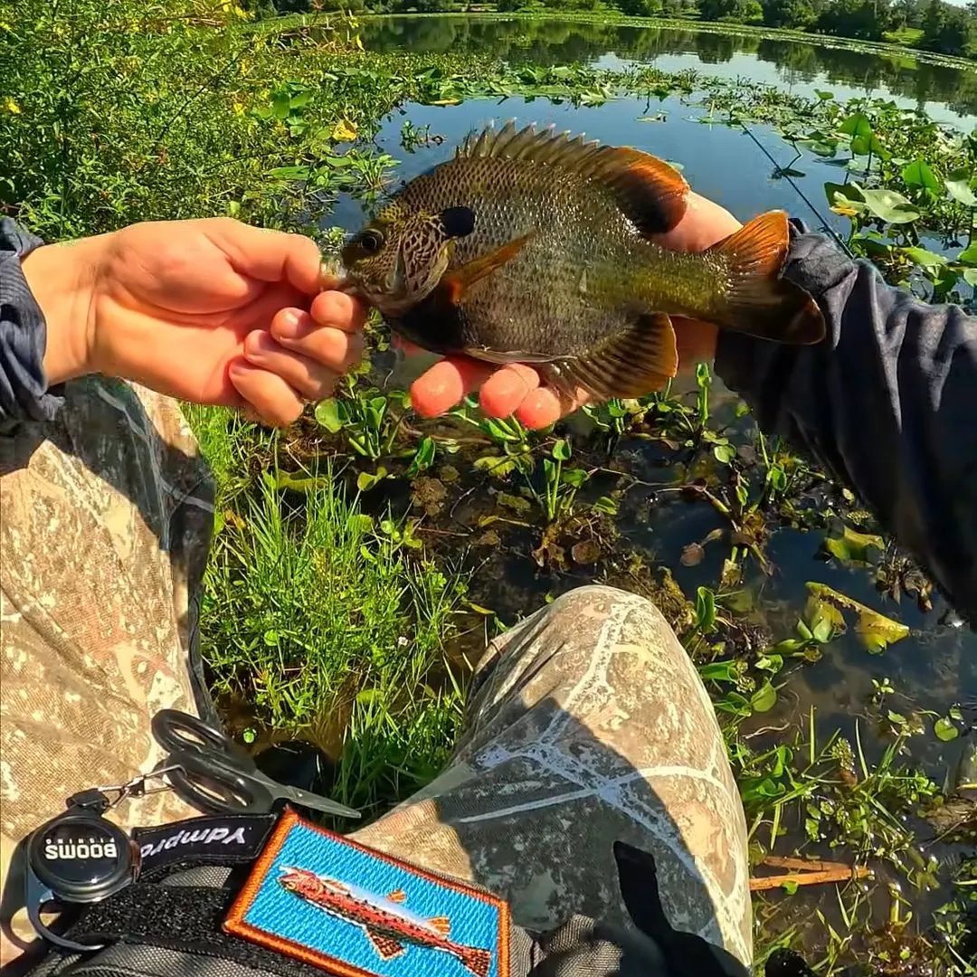 Greengill hybrid caught on Fishbrain