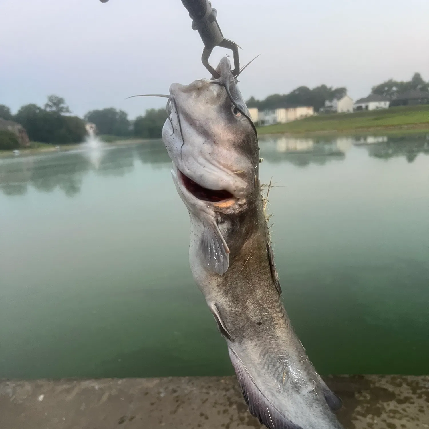 Channel catfish caught on Fishbrain