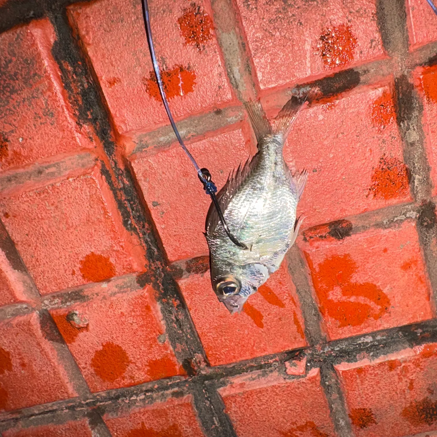 The most recent Whipfin silver-biddy catches on Fishbrain