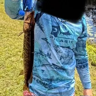 Chain pickerel caught on Fishbrain