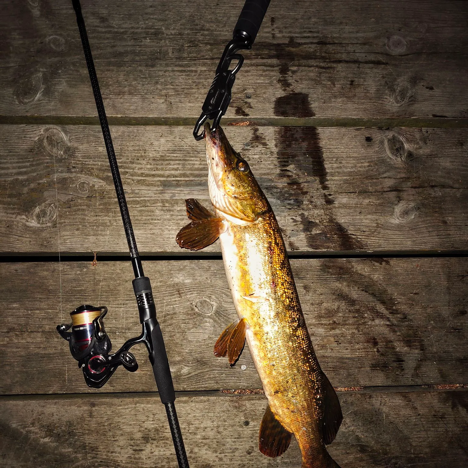 Northern pike caught on Fishbrain