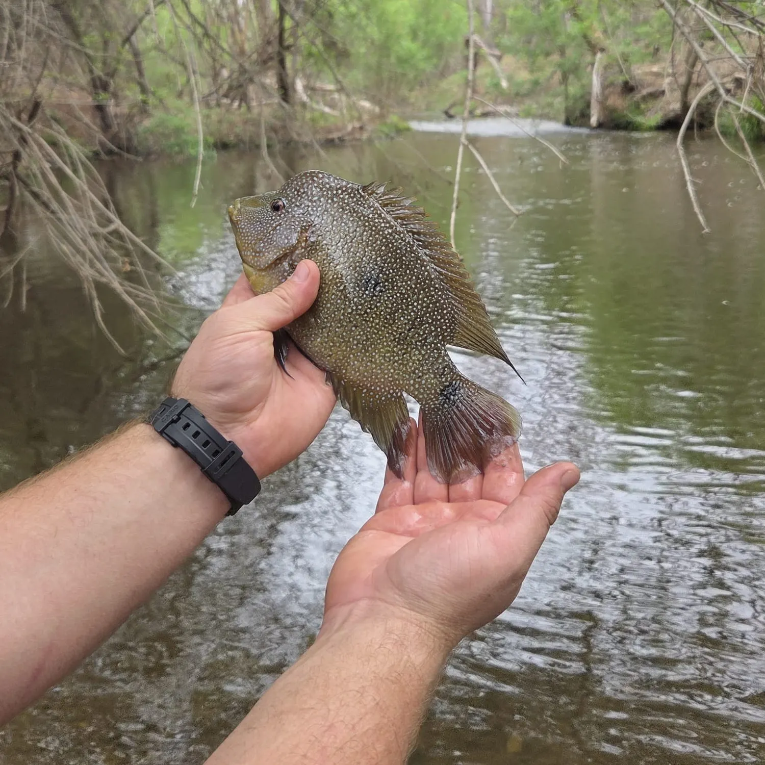 The most recent Rio Grande cichlid catches on Fishbrain