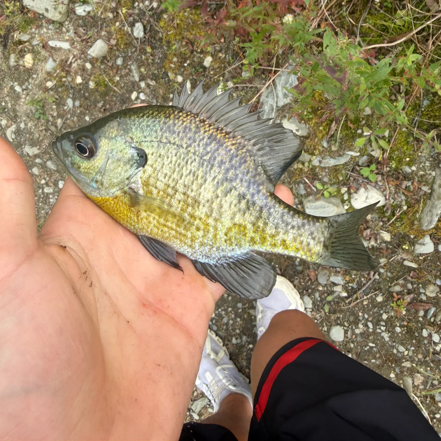 Bluegill caught on Fishbrain