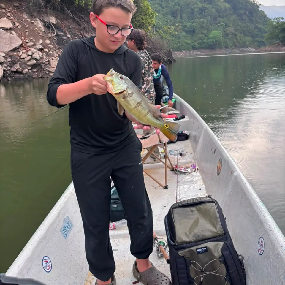 The most recent Speckled peacock bass catches on Fishbrain