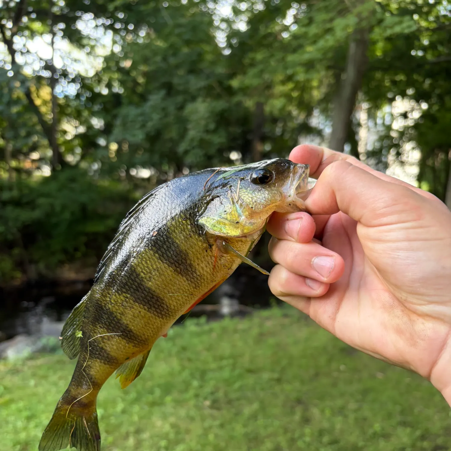 Yellow perch caught on Fishbrain