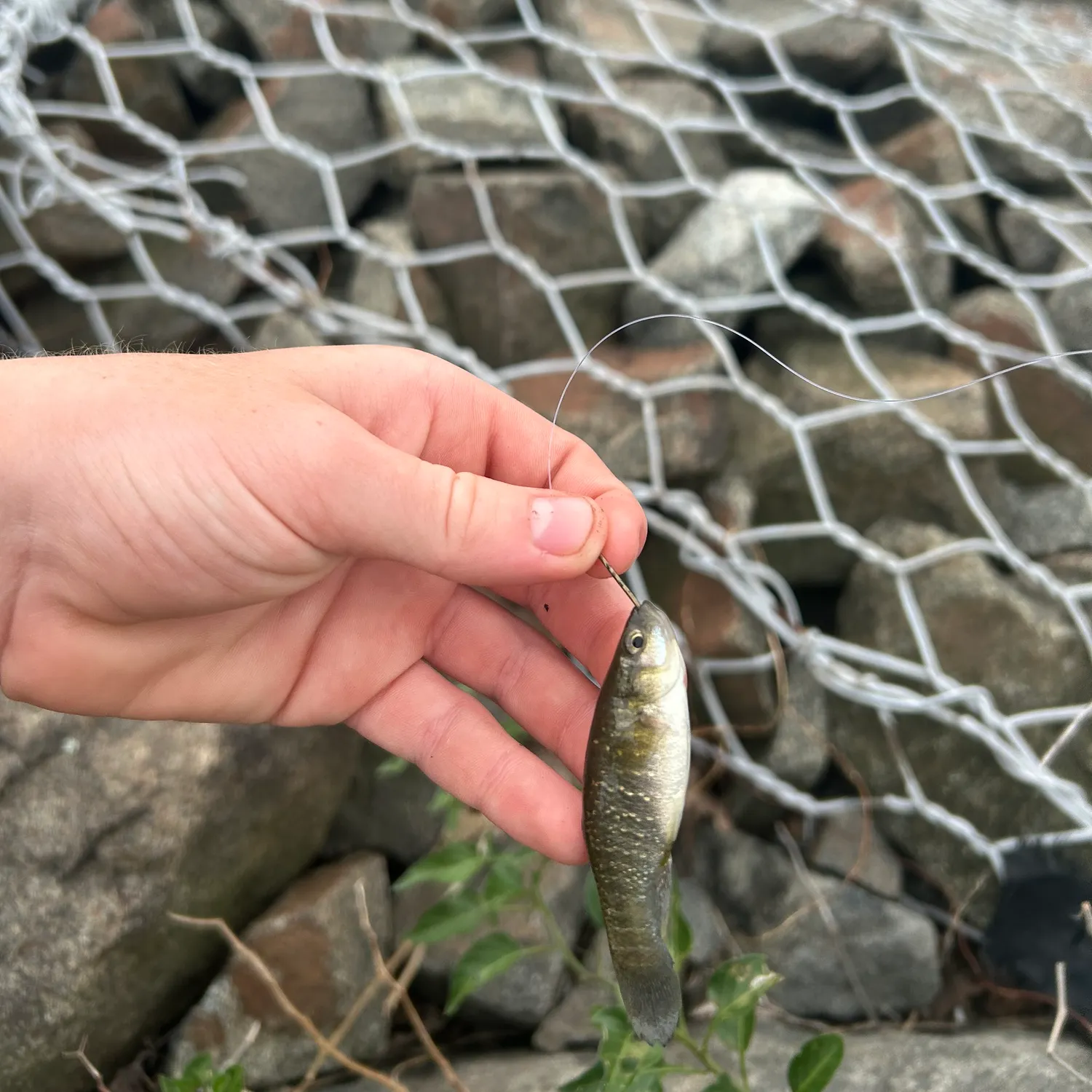 The most recent Mummichog catches on Fishbrain