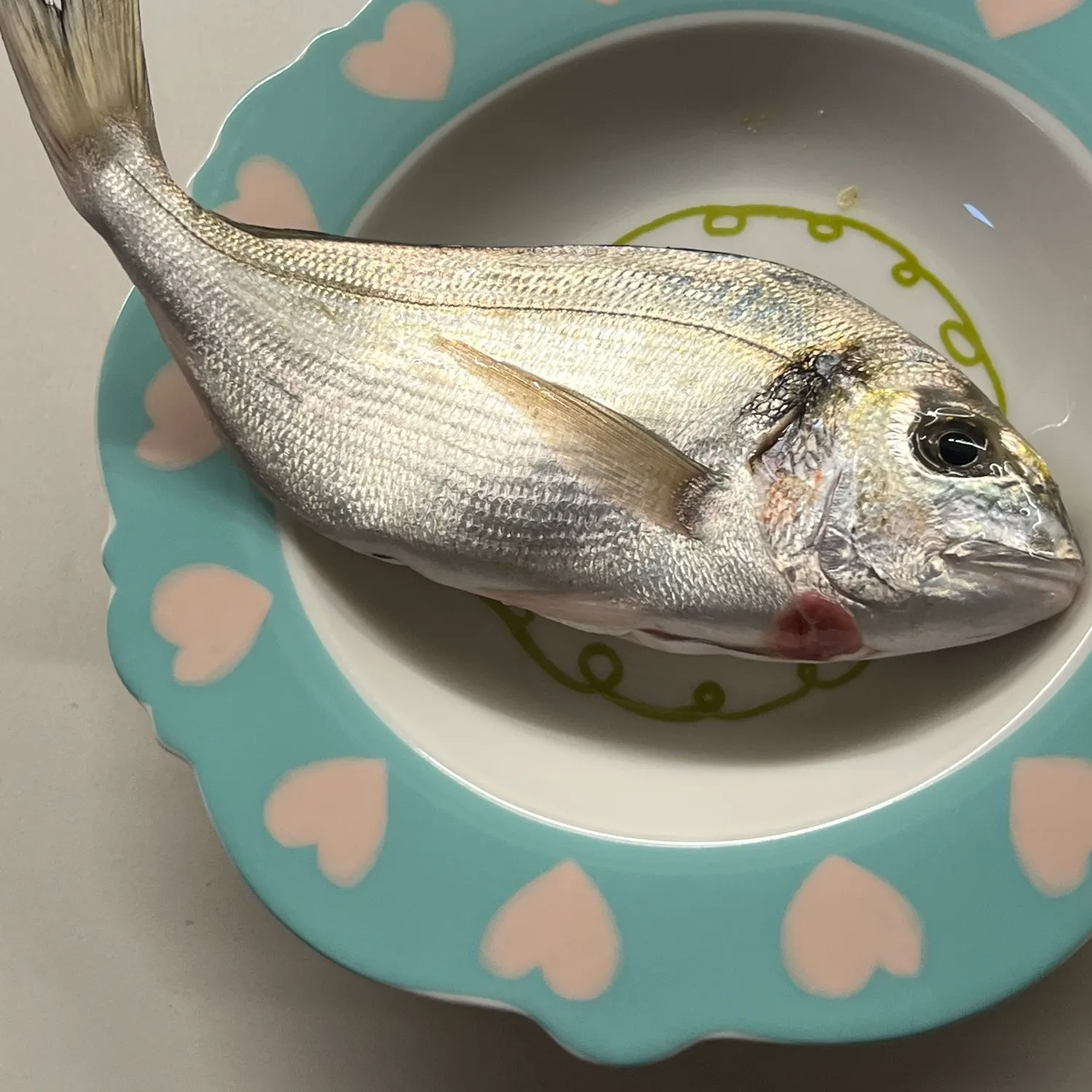 The most recent Gilthead seabream catches on Fishbrain