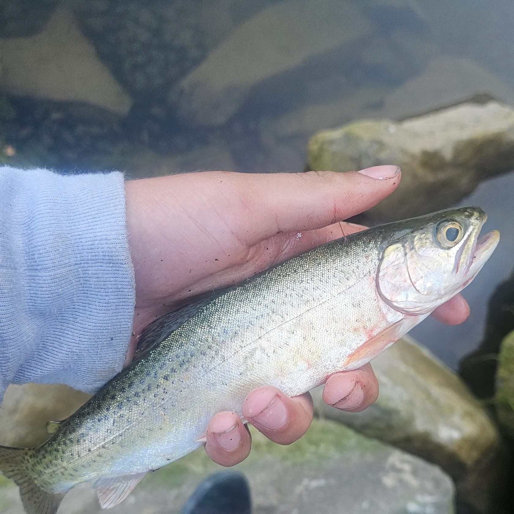 Cutbow caught on Fishbrain