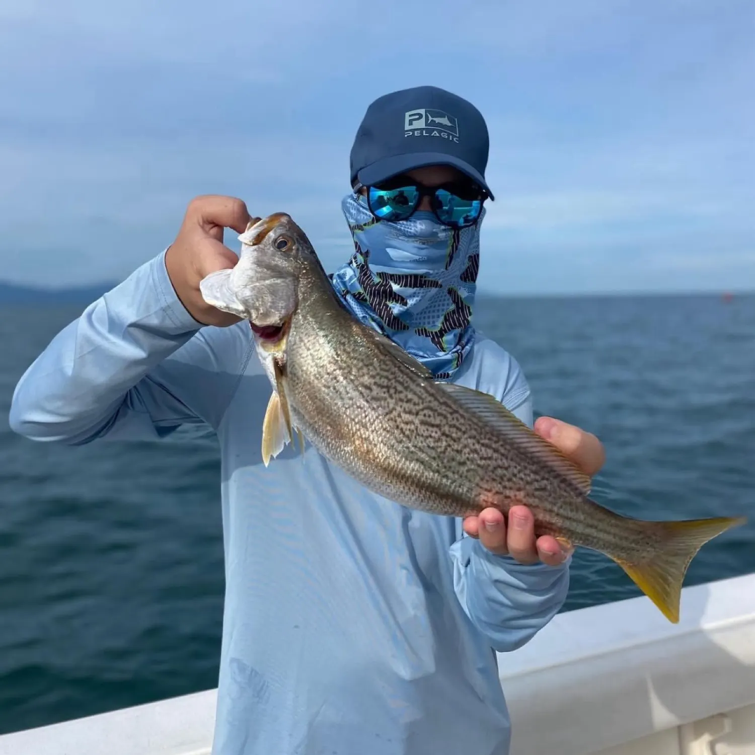 The most recent Corvina drum catches on Fishbrain