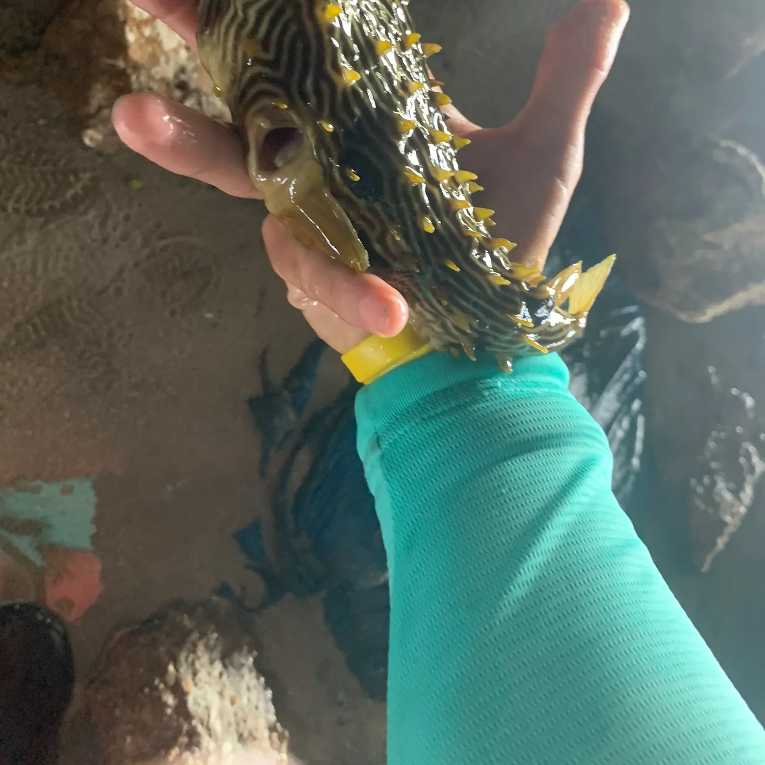 The most recent Striped burrfish catches on Fishbrain