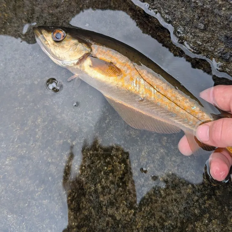 Pollack caught on Fishbrain