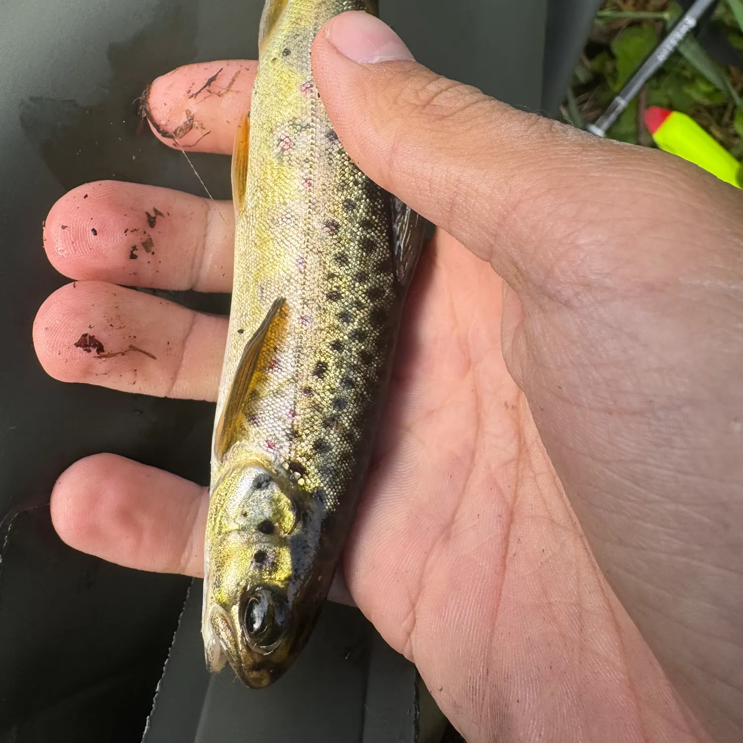 Brown trout caught on Fishbrain