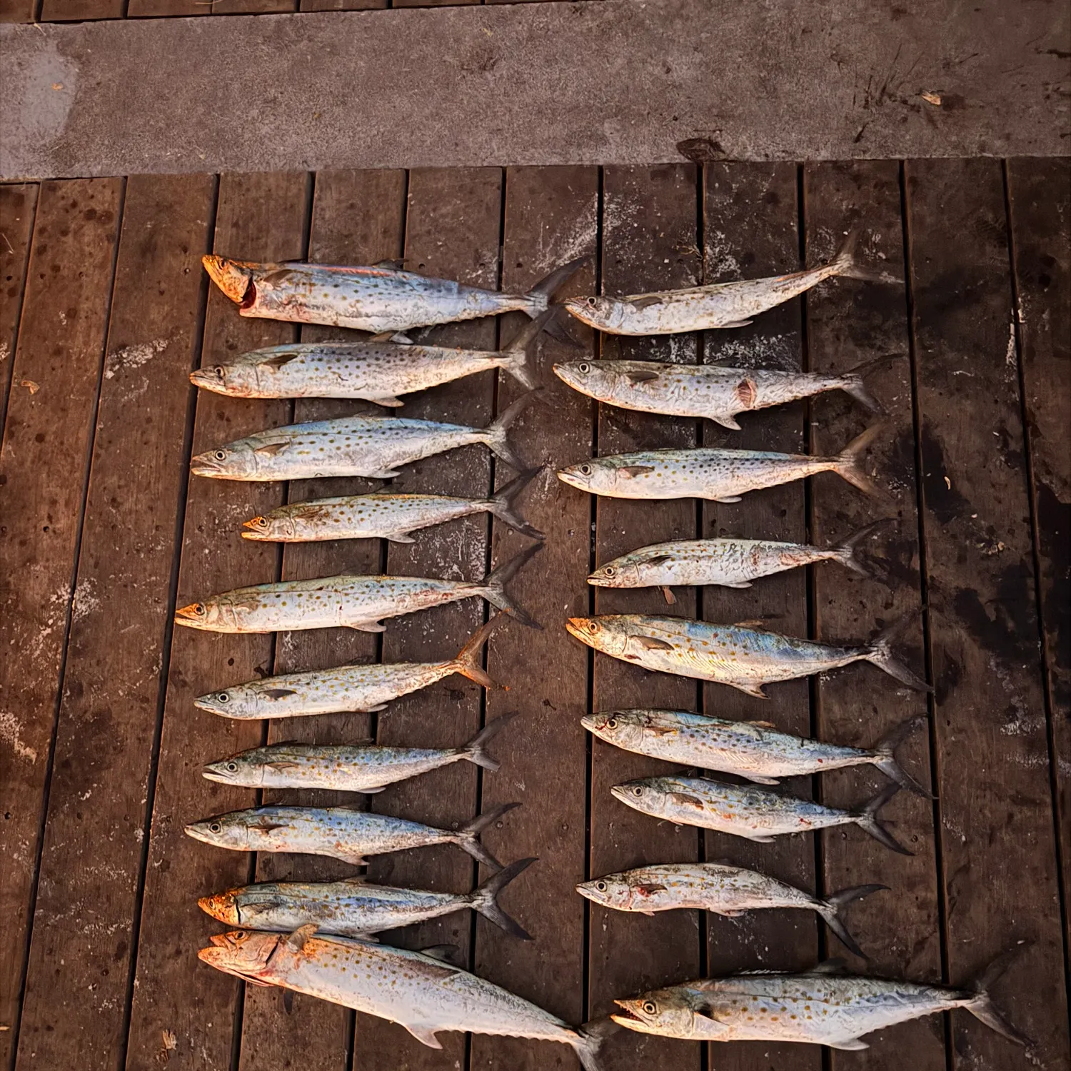 recently logged catches