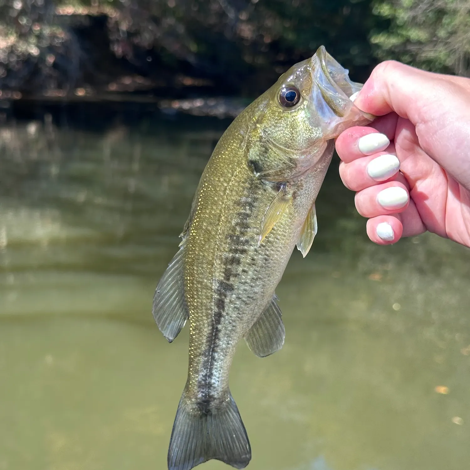 Largemouth bass caught on Fishbrain