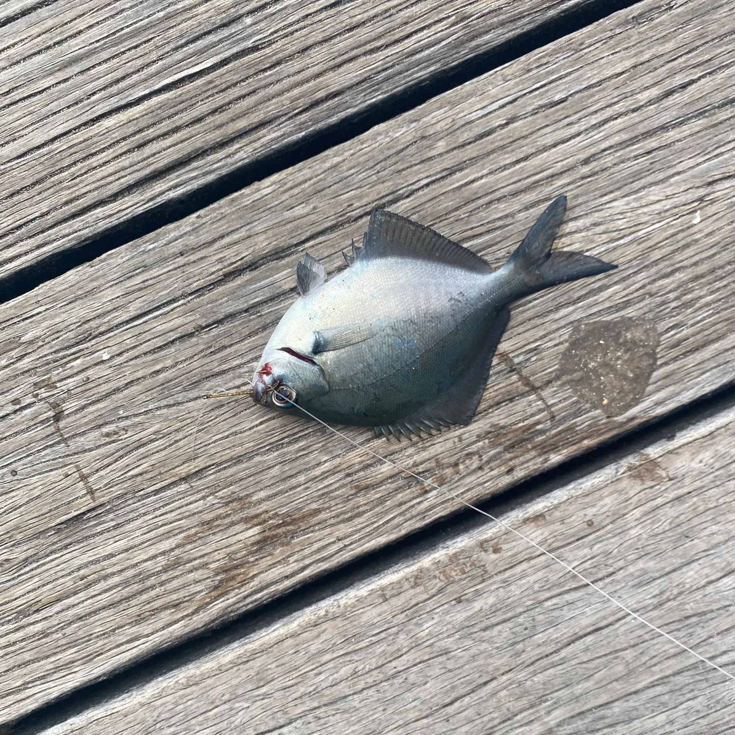 The most recent Silver sweep catches on Fishbrain