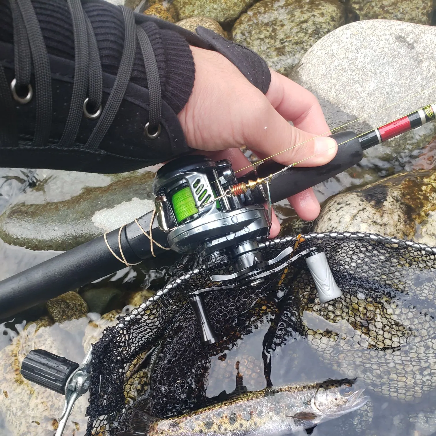 Rainbow trout caught on Fishbrain