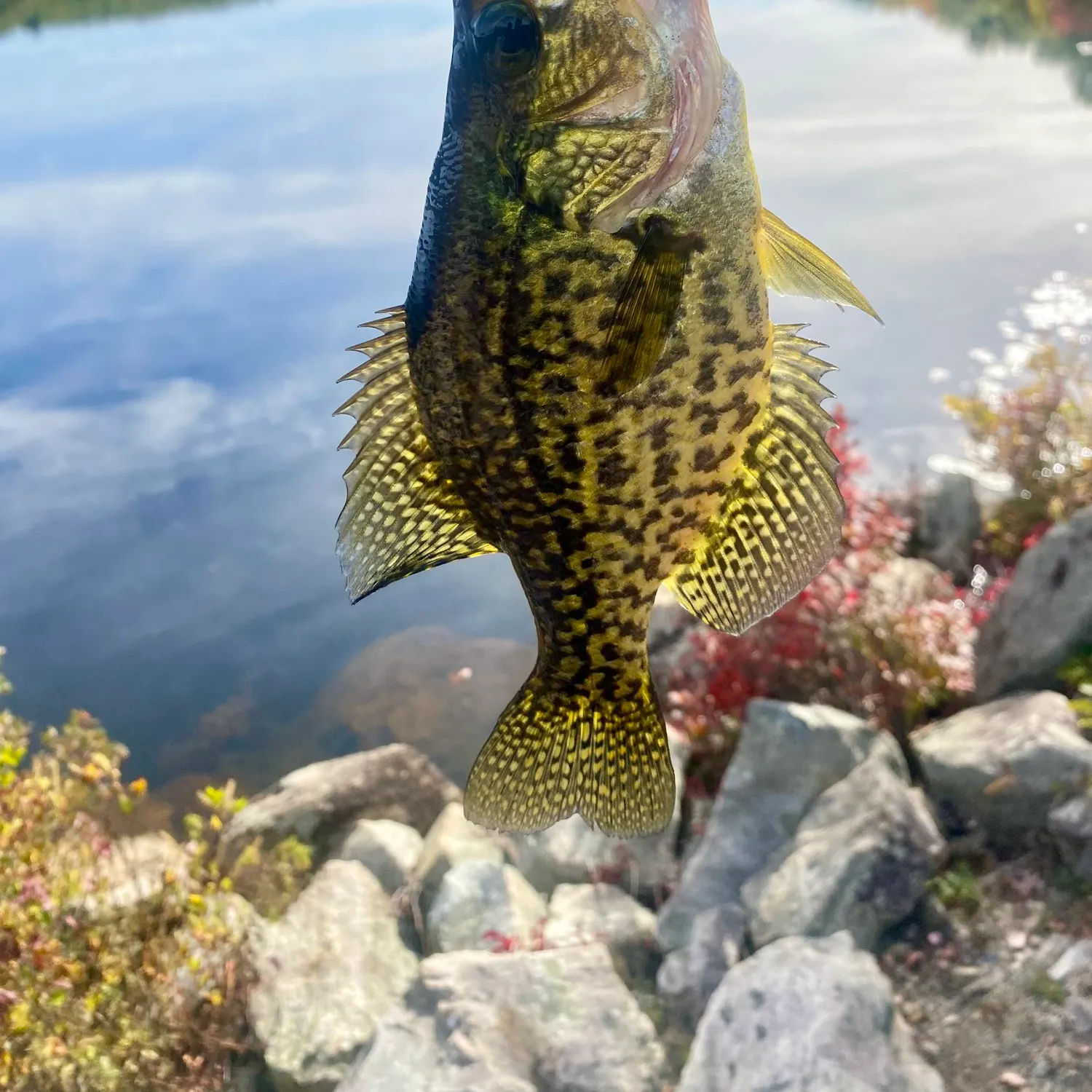 Black crappie caught on Fishbrain