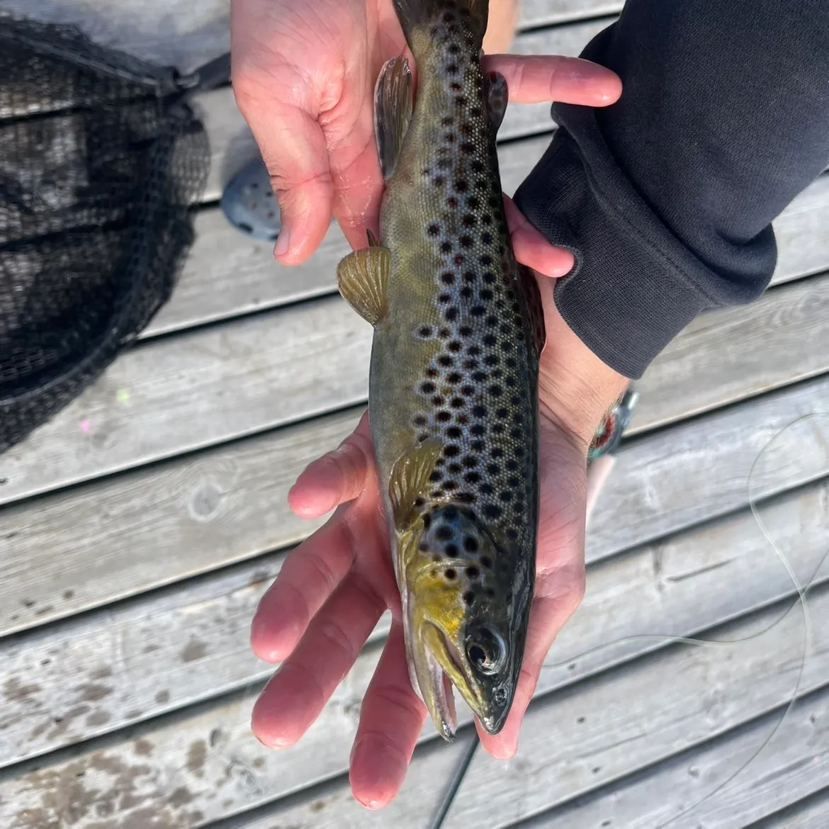 Brown trout caught on Fishbrain